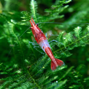 Crevette Red Rili – Néocaridina d’Aquarium