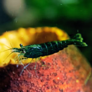 Crevette Green Jade Haut Grade – Néocaridina d’Aquarium