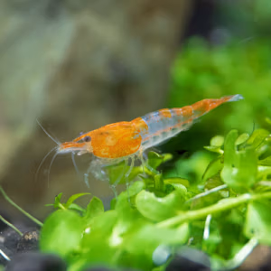 Crevette Orange Rili – Néocaridina d’Aquarium
