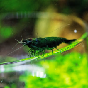 Crevette Green Jade Haut Grade – Néocaridina d’Aquarium
