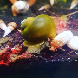 Lanistes Nyassanus Chipoka LAC MALAWI