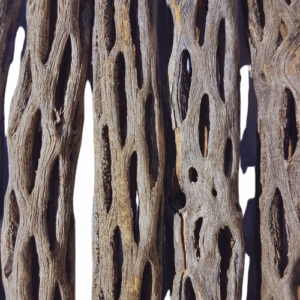 Choola Wood – Bois Cactus Vuka – Crevettes d’Aquarium – 16 cm
