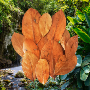 Feuilles de Goyave BIO