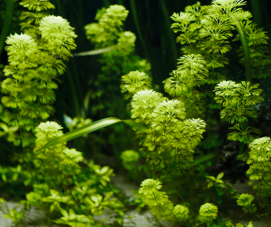 plantes aquarium