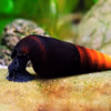 Faunus Ater 'Cappuccino'