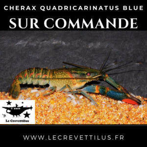 Cherax Quadricarinatus Blue