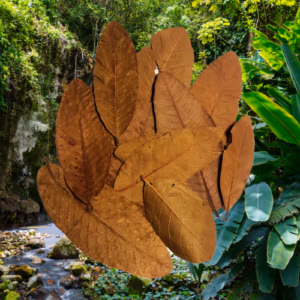 Feuilles de Jackier BIO
