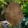 Feuilles de Teck BIO