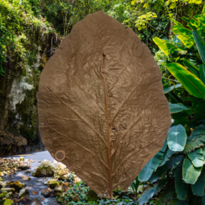 Feuilles de Teck BIO