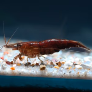 Crevette Chocolat – Néocaridina d’Aquarium