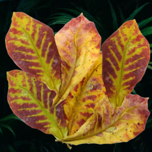 Feuilles Tropicales BIO