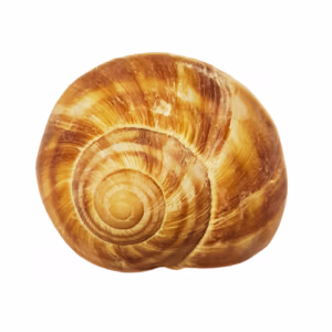 Master Snail