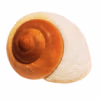 Emperor Snail EXTRA XL