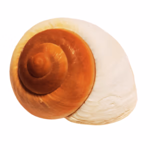 Emperor Snail EXTRA
