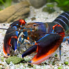 Cherax Peknyi Red Claw