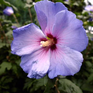 Fleurs d’Hibiscus – Pour Crevettes – 60g