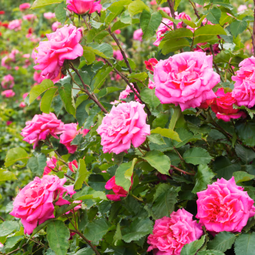 Fleurs de Rosiers - Pour Crevettes - 60g