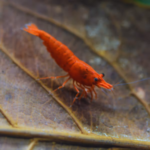 Crevette Sakura Red Fire – Néocaridina d’Aquarium
