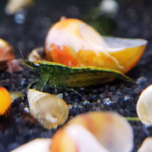 Crevette Green Jade Middle Grade d’Aquarium