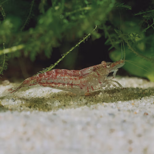 Crevette Sauvage Red d'Aquarium