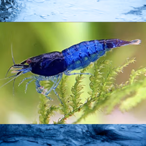Crevette Rili Blue – Néocaridina d’Aquarium