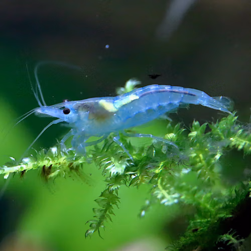 Crevette Blue Jelly Haut Grade d'Aquarium
