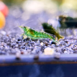 Crevette Green Jade Middle Grade d’Aquarium