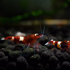 Sels Reminéralisants pour Crevettes