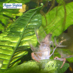 Bleu Gabon & Bambou VITAL – Calcium sp Mue – AQUA-TROPICA