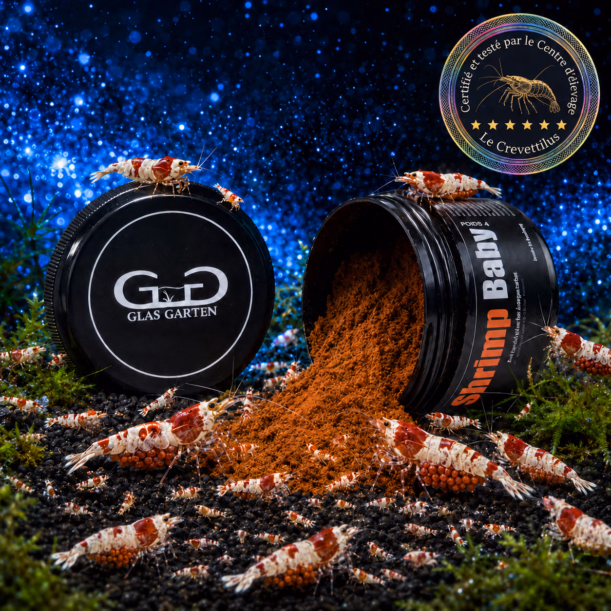 Shrimp Baby GlasGarten pour crevettes juvéniles avec femelles grainées – Le Crevettilus