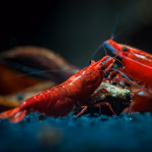 Nourriture Complète de Marque pour Crevettes d'aquarium