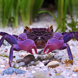 Nourriture Sélection Crabe