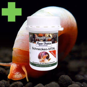 Escargot VITAL Minéral – Croissance Coquille Harmonieuse – AQUA-TROPICA