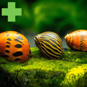 Escargots : Soins et Traitements