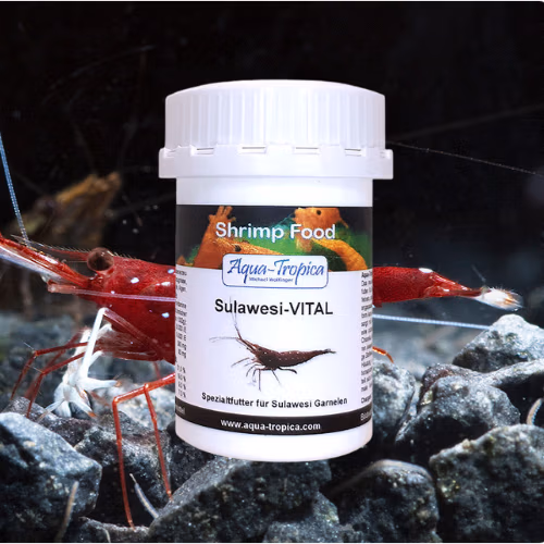 Sulawesi VITAL - Nourriture Quotidienne - AQUA-TROPICA