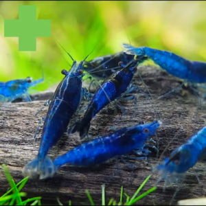 Crevettes : Acclimatation & Anti-Stress