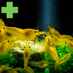 Crevettes : Santé Globale & Croissance