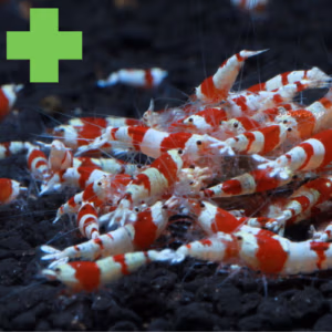 Crevettes : Elevage & Boost Survie Juvénile