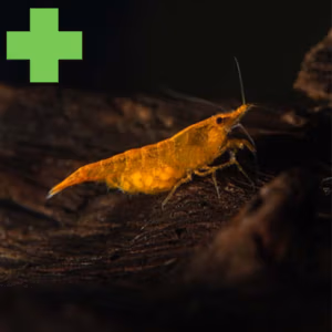 Crevettes : Traitements Anti-parasitaire & Maladies