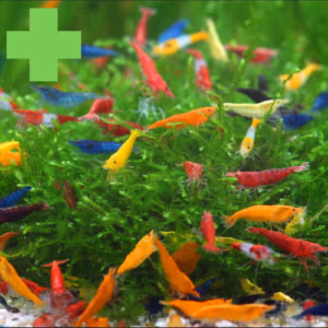 Crevettes : Couleurs & Renforcement des Souches