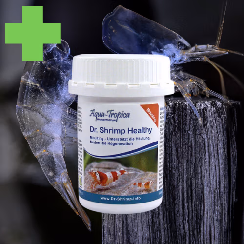 Dr. Shrimp MOULTING - Mue & Accouplement - AQUA-TROPICA
