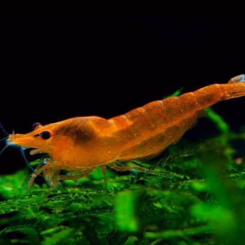 orange sakura Le Crevettilus