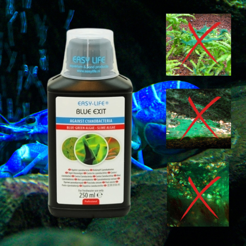 Blue Exit - Anti-Algue Cyanobactérie - Compatible Crevettes - EASY LIFE