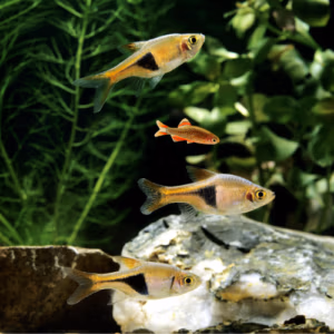 Univers Rasbora