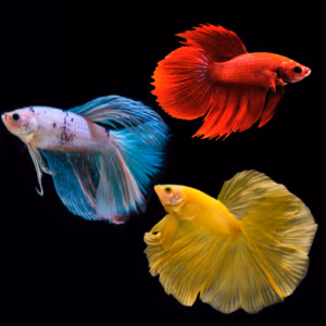 Univers Betta