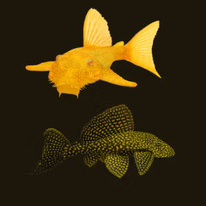 Univers Pleco
