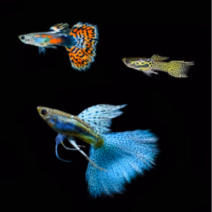 Univers Guppy