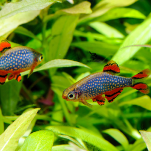 Univers Danio