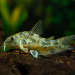 Univers Corydoras