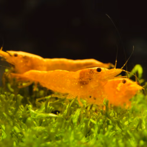 Crevette Gold Dust - Néocaridina d'Aquarium